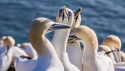 茶叶是怎样命名的？